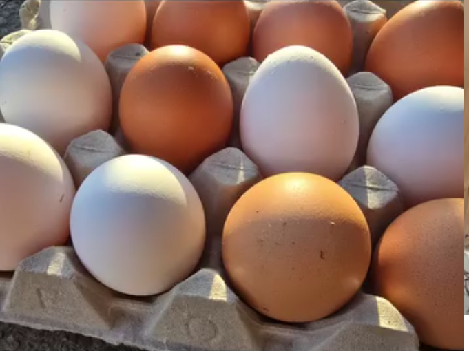 Frische Hühnereier vom Hofladen Hofrüti in Horw